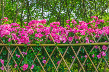 Summer scenery of Wuhan East Lake Scenic Area