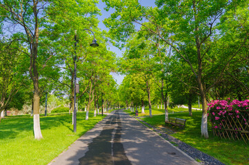Summer scenery of Wuhan East Lake Scenic Area