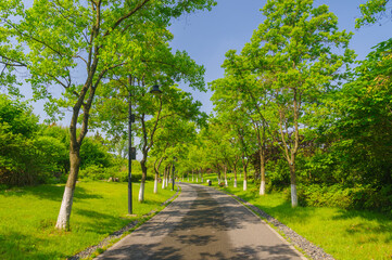 Summer scenery of Wuhan East Lake Scenic Area