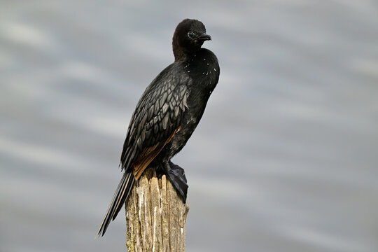 Zwergscharbe // Pygmy cormorant (Microcarbo pygmaeus) - Griechenland