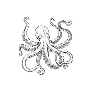 recommend clip art: Intricate Octopus Illustration in Detailed Line Art. Vector icon design.