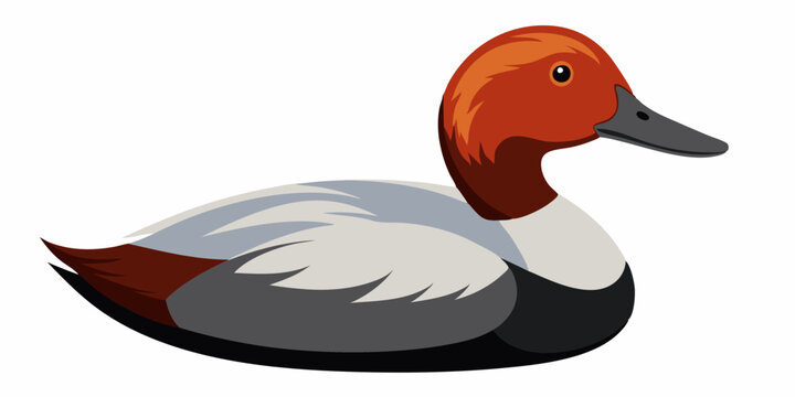 Canvasback Duck Swimming Gracefully on a Serene Lake, Birdwatching Enthusiast's Delight, Natural Wildlife Photography.