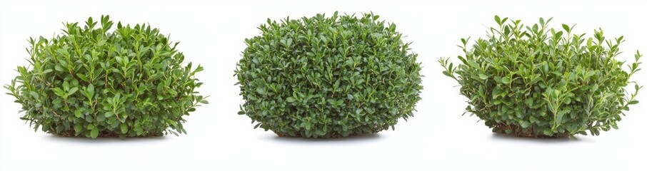 Obraz premium The leaves of a tropical foliage plant bush are isolated on a transparent background.