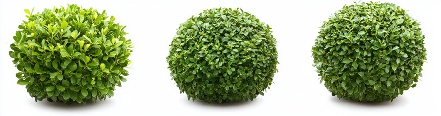 Obraz premium Tropical foliage plant bush set on transparent background with green leaves