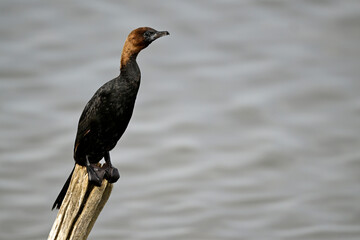Zwergscharbe // Pygmy cormorant (Microcarbo pygmaeus) - Griechenland
