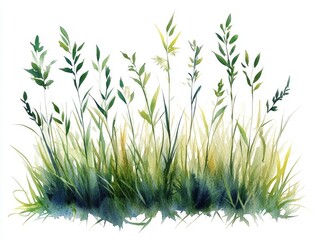 Delicate Watercolor Meadow Grass Clipart with Tranquil Morning Dew Droplets Isolated on a Clean White Background  Elegant and Serene Natural Botanical