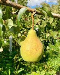 Green pears in natural environment in summer garden,real close-up photo .