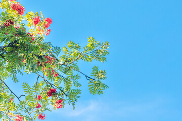 green branches of red rowan trees against a blue sky 