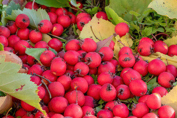 Ripe hawthorn berries Close-up . Useful medicinal plants. Natural autumn background