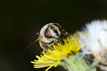 Gemeine Keilfleckschwebfliege, Eristalis pertinax