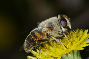 Gemeine Keilfleckschwebfliege, Eristalis pertinax