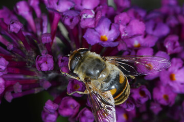 Gemeine Keilfleckschwebfliege, Eristalis pertinax