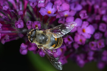 Gemeine Keilfleckschwebfliege, Eristalis pertinax