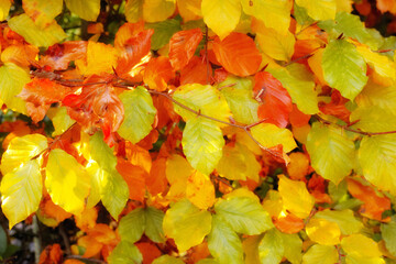 Fall bush, leaves and autumn with ecology in park or garden, nature and landscape with environment outdoor. Plants, shrub and season with scenic view, foliage and color with woods and background