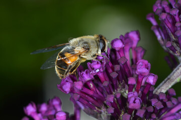 Gemeine Keilfleckschwebfliege, Eristalis pertinax