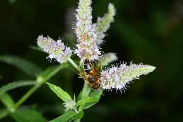Garten-Keilfleckschwebfliege, Eristalis horticola