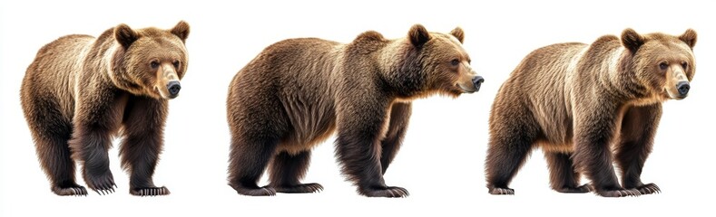 Fototapeta premium Black and white image of grizzly bears on a transparent background