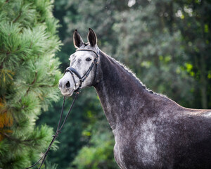 Portret siwej klaczy © faraa