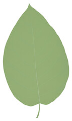 Obraz premium Minimalist green leaf illustration