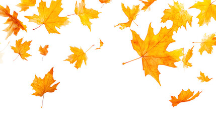 Realistic yellow and orange maple leaves falling against a white background