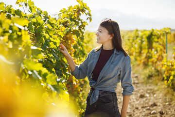Woman Picking Grapes in Vineyard