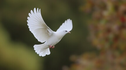 White Dove in Flight