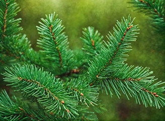 Lush Green Pine Branches Surrounded by Nature in a Forest During Late Afternoon