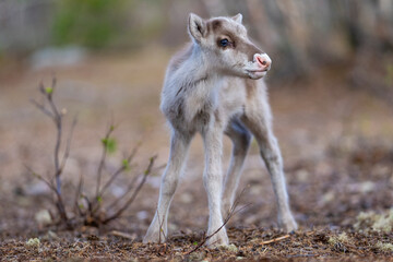 Reindeer calf portrait