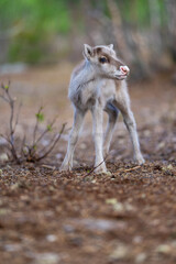 Reindeer calf portrait