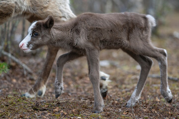 Recently born reindeer calf