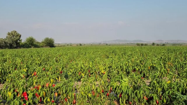 Red capia pepper production in a farmland