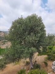 A wild olive tree (Olea europaea) on a muntain slope in summertime