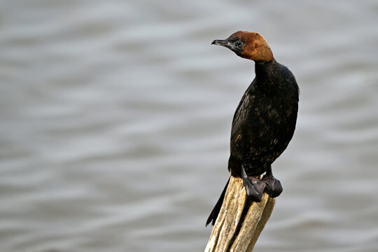 Zwergscharbe // Pygmy cormorant (Microcarbo pygmaeus)