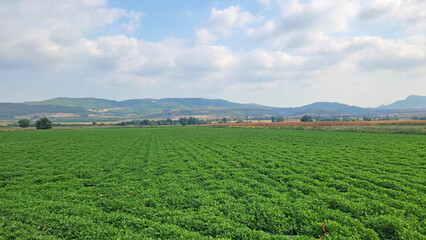 Peanut farming in agricultural land in summertime