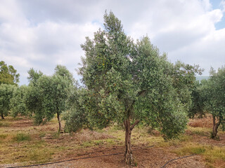 An olive tree (Olea europaea) in an olive orchard in summertime