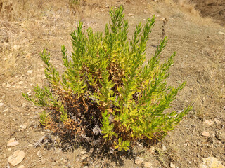 False yellowhead, woody fleabane, sticky fleabane or yellow fleabane (Dittrichia viscosa), a perennial flowering plant common throughout the Mediterranean Basin