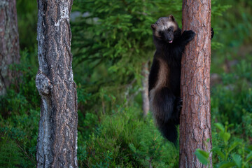 Wolverine in the forest