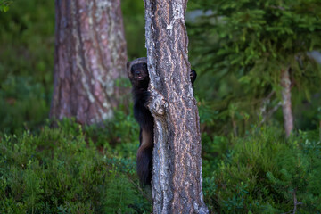 Wolverine in the forest