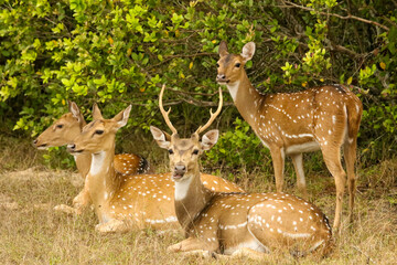 deer in the forest