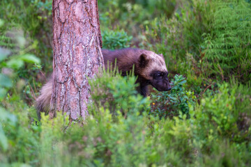 Wolverine in the forest