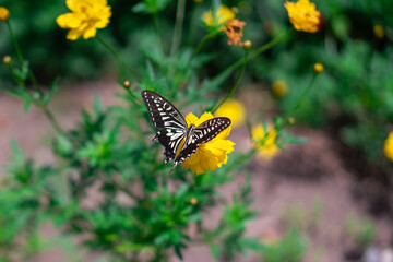 花にとまるナミアゲハ