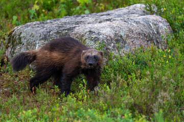 Wolverine in the forest