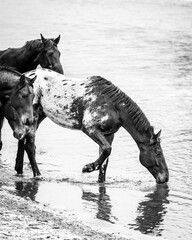 horse in the river
