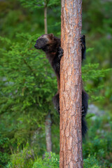 Wolverine in the forest