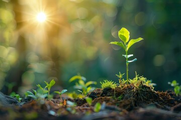 A young plant emerges from fertile soil under the soft rays of the sun in a forest in springtime