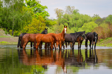 horses watering © faraa