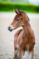 portret źrebaka © faraa
