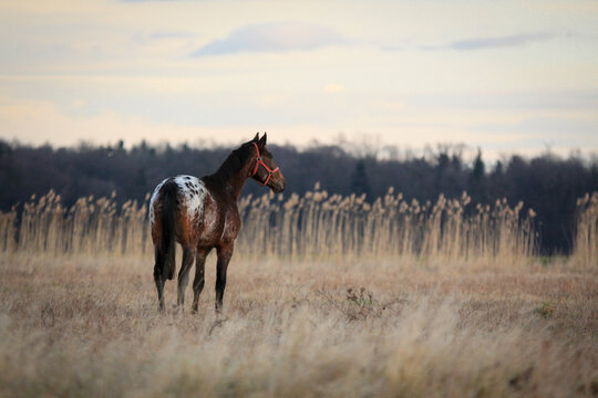 horse