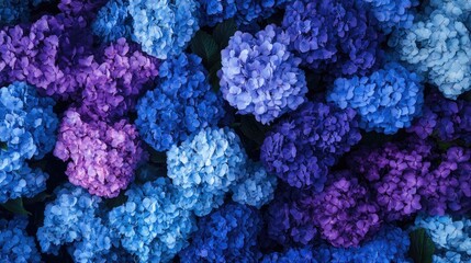 A dense bed of hydrangeas in various shades of blue and purple, creating a rich floral texture.