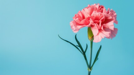 Close up of pink carnation against blue backdrop